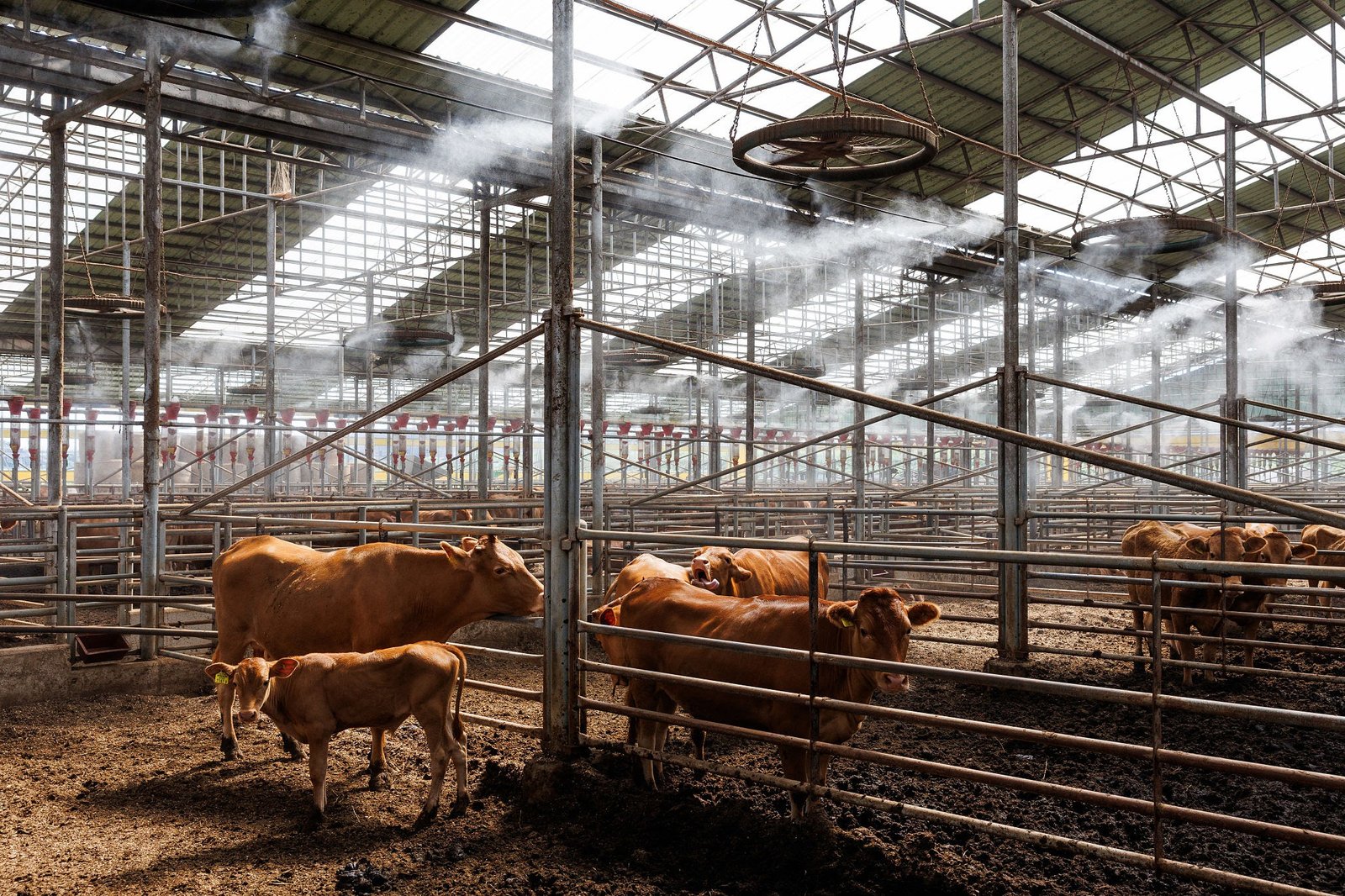 Livestock in Cheonan resting under automated misting fans to mitigate heat stress.. Source: Bloomberg / Bloomberg via Getty Images