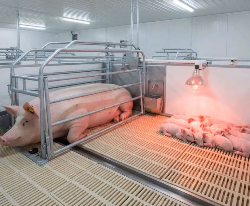Piggery Business Plan: CapEx and OpEx Breakdown for a 50-Sow Farm