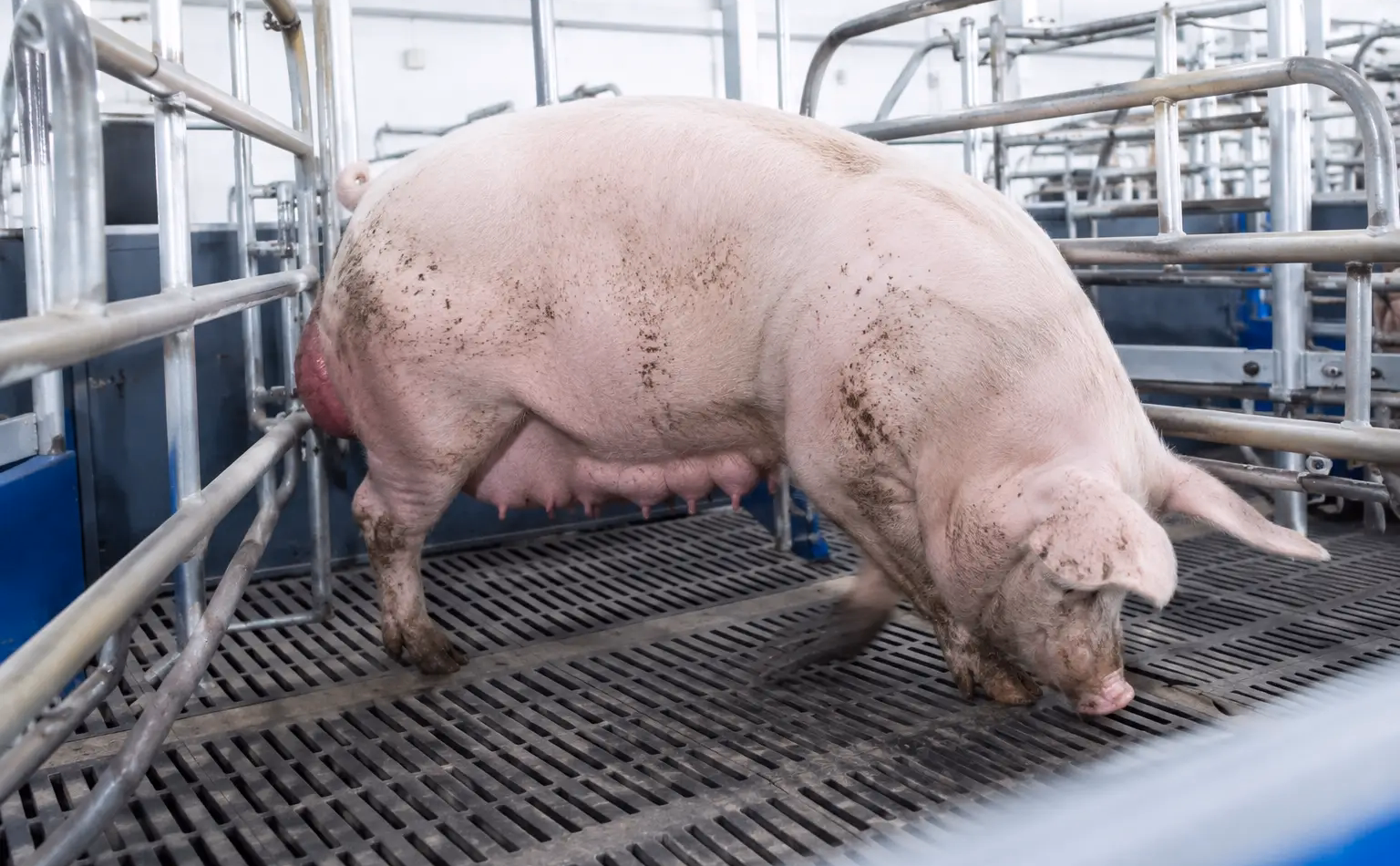 Signs of Whelping: How to Know When Your Sow Is Ready to Give Birth