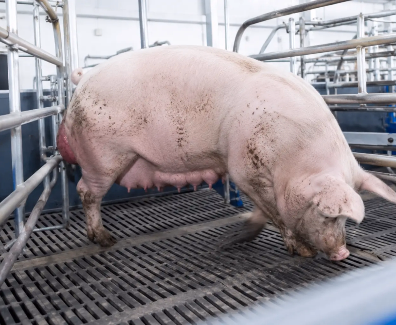 Signs of Whelping: How to Know When Your Sow Is Ready to Give Birth