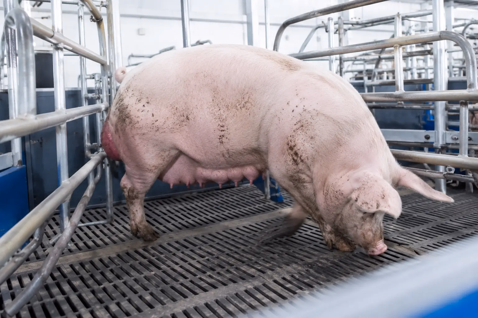 Signs of Whelping: How to Know When Your Sow Is Ready to Give Birth