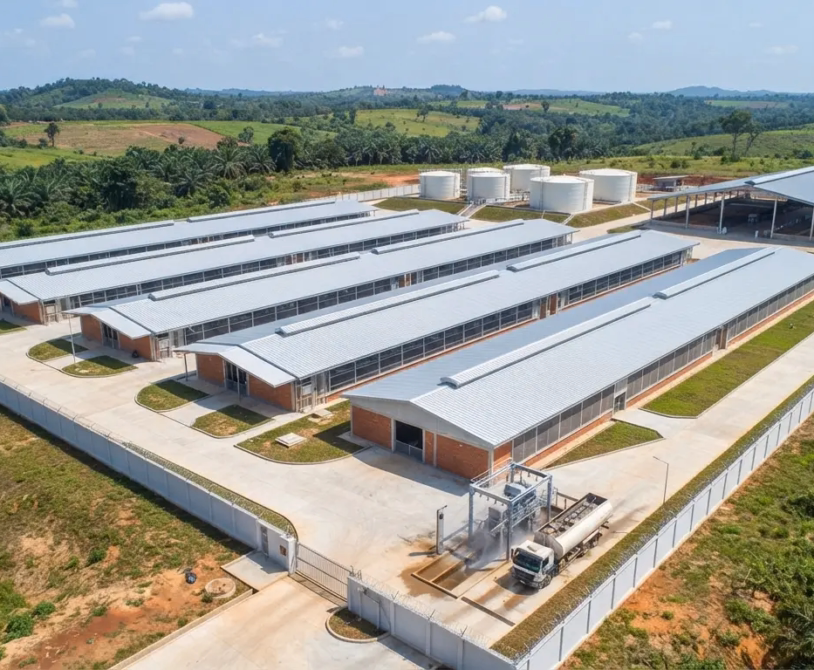 What Is a Piggery? A High-Level Introduction for Agribusiness Investors