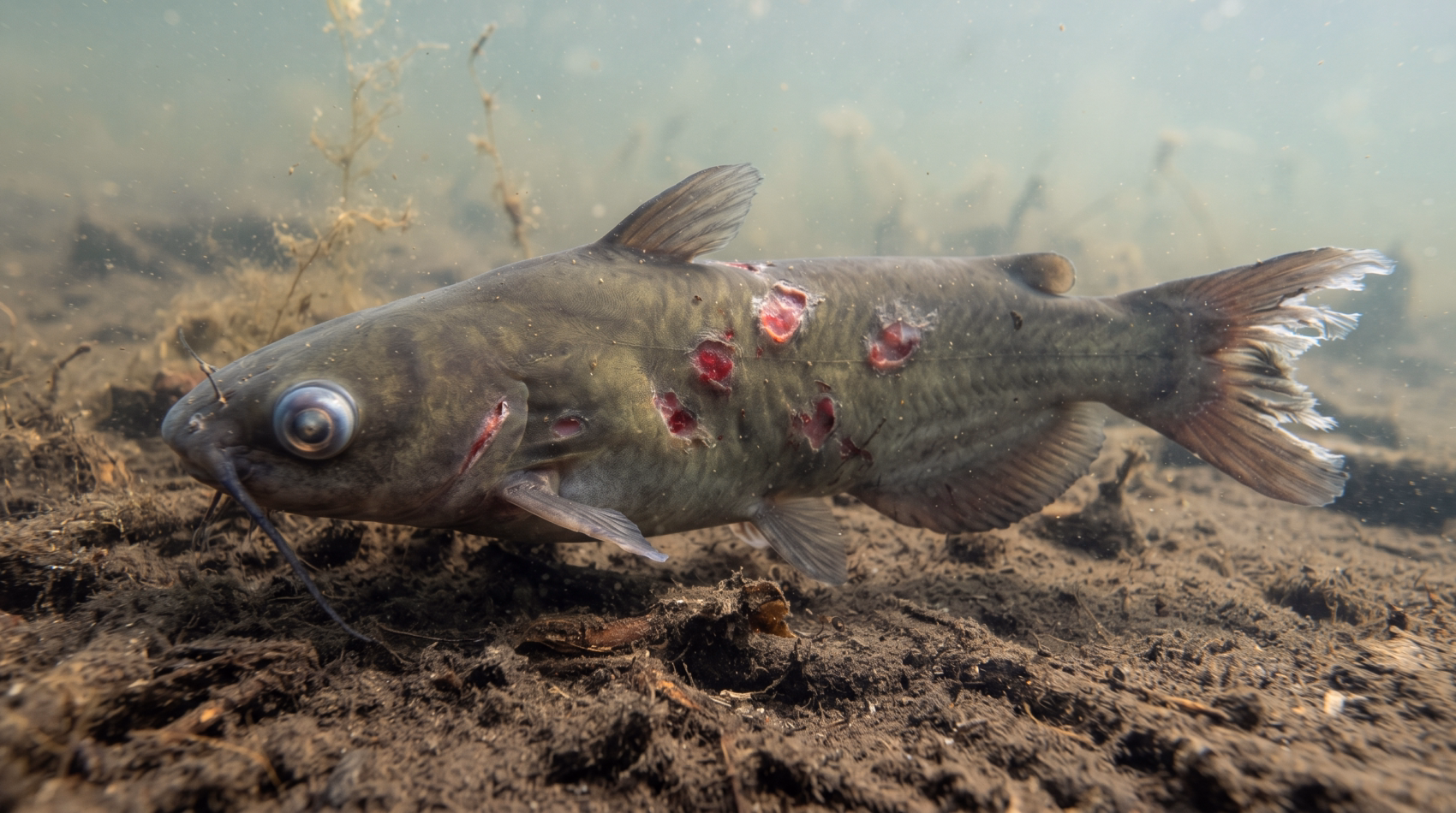 Aeromonas Infection in Catfish: Symptoms, Causes, and Prevention