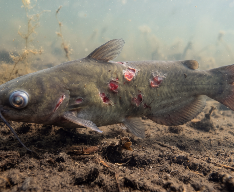 Aeromonas Infection in Catfish: Symptoms, Causes, and Prevention