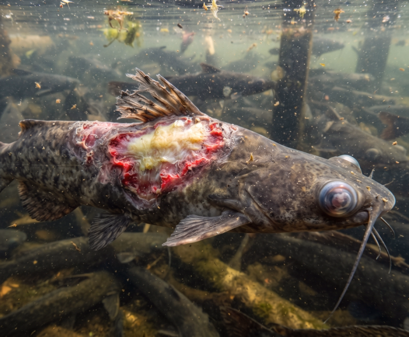 Bacterial Diseases of Catfish: Symptoms, Causes, Prevention, and Treatment