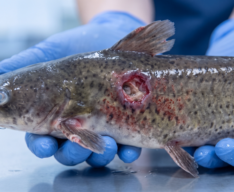 Bacterial Skin Ulcers in Catfish: Symptoms, Causes, Prevention, and Treatment