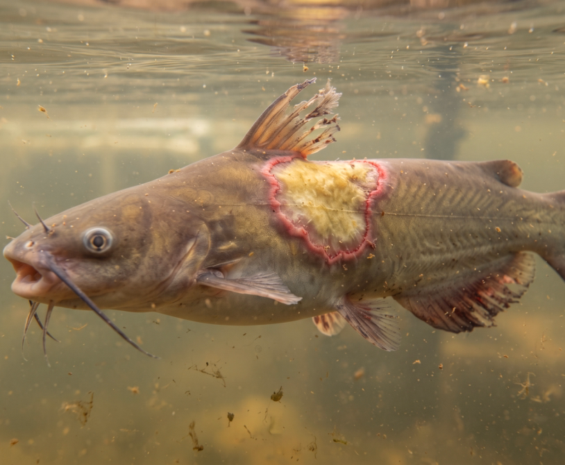Columnaris Disease in Catfish: Symptoms, Causes, and Management
