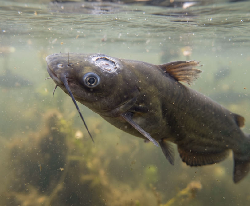 Edwardsiella Infection in Catfish: Symptoms, Causes, and Management