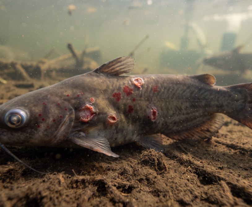 Motile Aeromonas Septicemia (MAS) in Catfish: Overview and Management