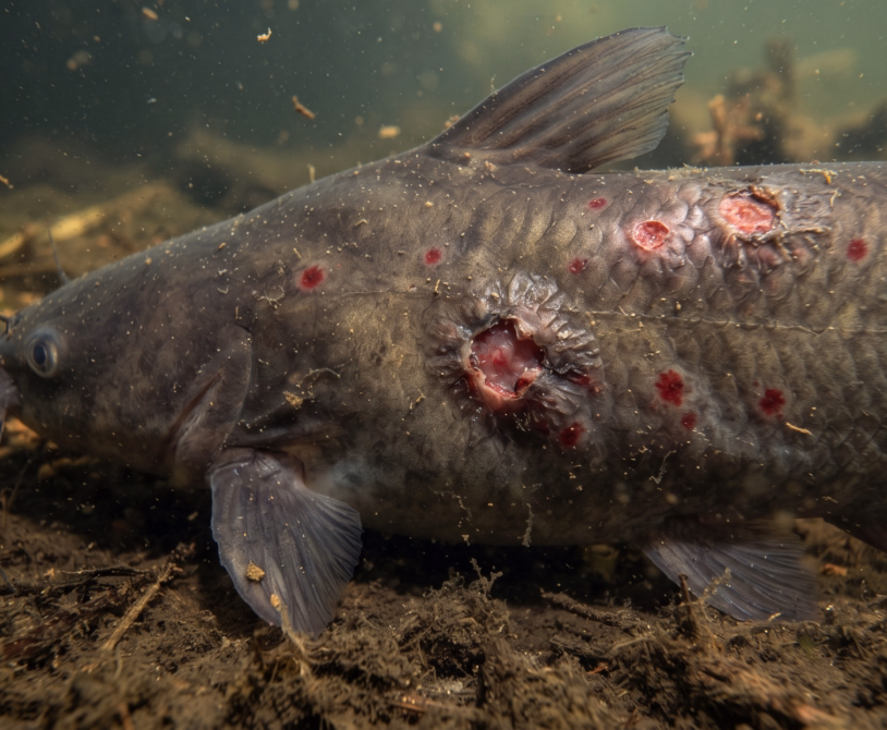 Red Spot Disease in Catfish: Causes and Symptoms