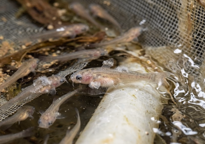 Fungal Diseases of Catfish Fry: Symptoms, Causes, Prevention, and Treatment
