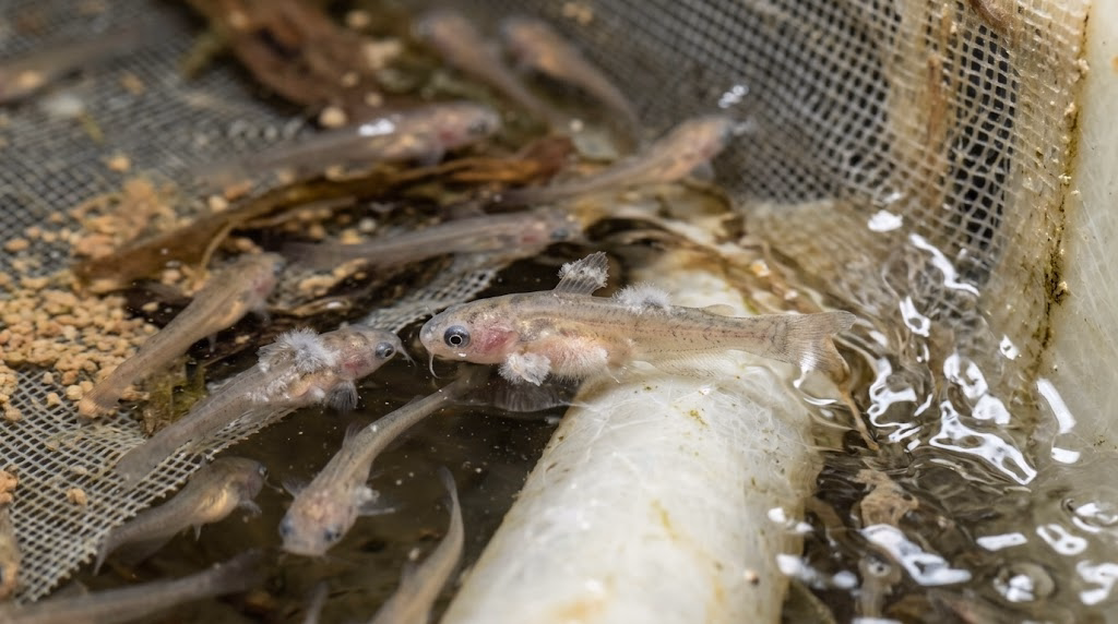 Fungal Diseases of Catfish Fry: Symptoms, Causes, Prevention, and Treatment