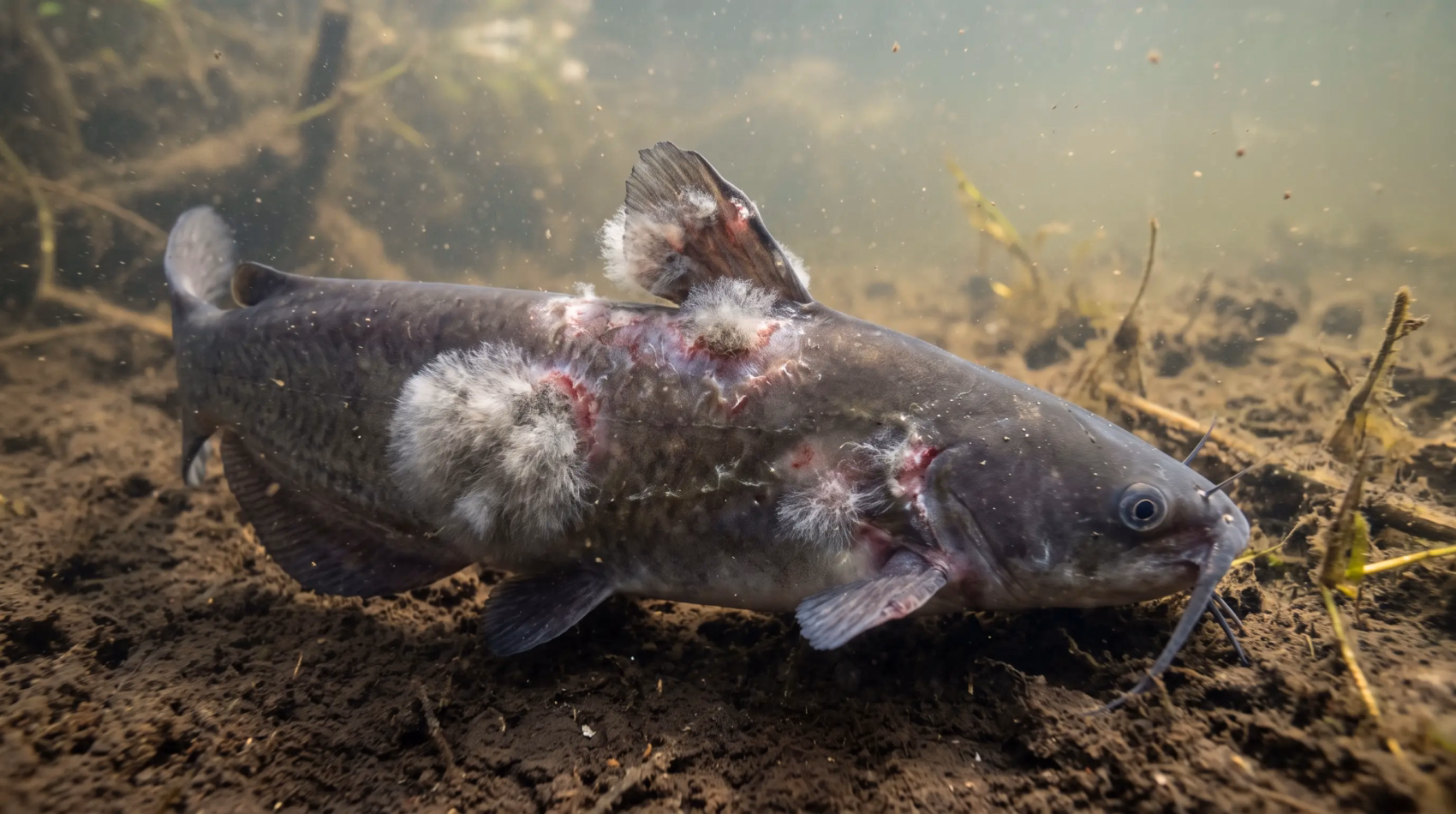 Saprolegnia in Catfish: Symptoms, Causes, and Prevention