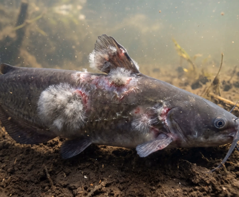 Saprolegnia in Catfish: Symptoms, Causes, and Prevention
